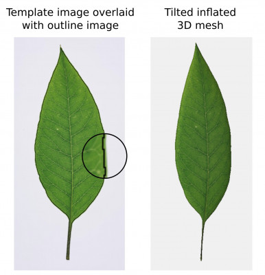 leaf_with_texture.jpg