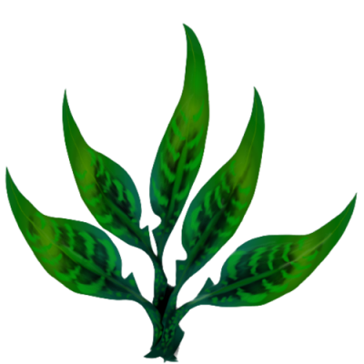 plant